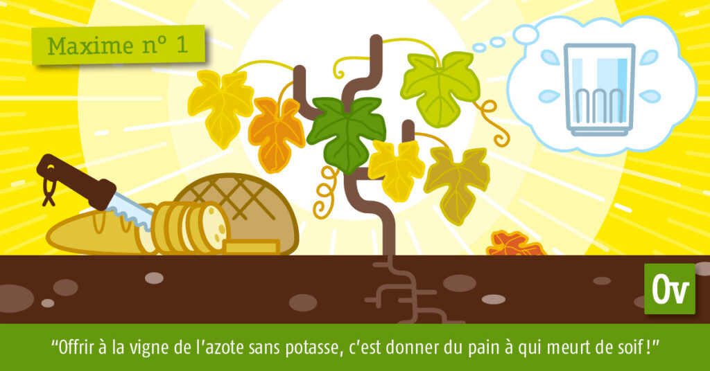 Offrir à la vigne de l’azote sans potasse, c’est donner du pain à qui meurt de soif !