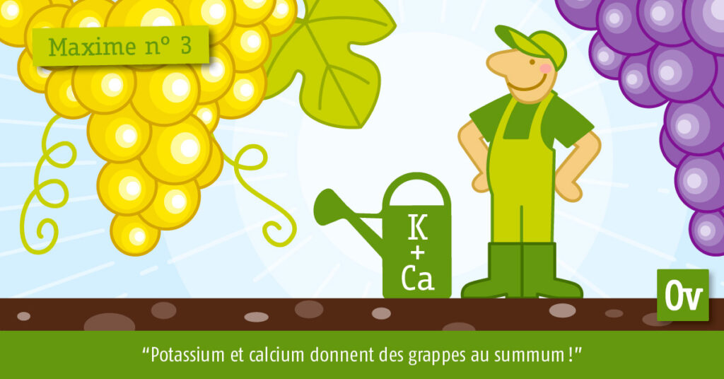 Potassium et calcium donnent des grappes au summum !