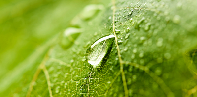 Engrais foliaires :  Tout ce que vous devez savoir pour mieux les comprendre