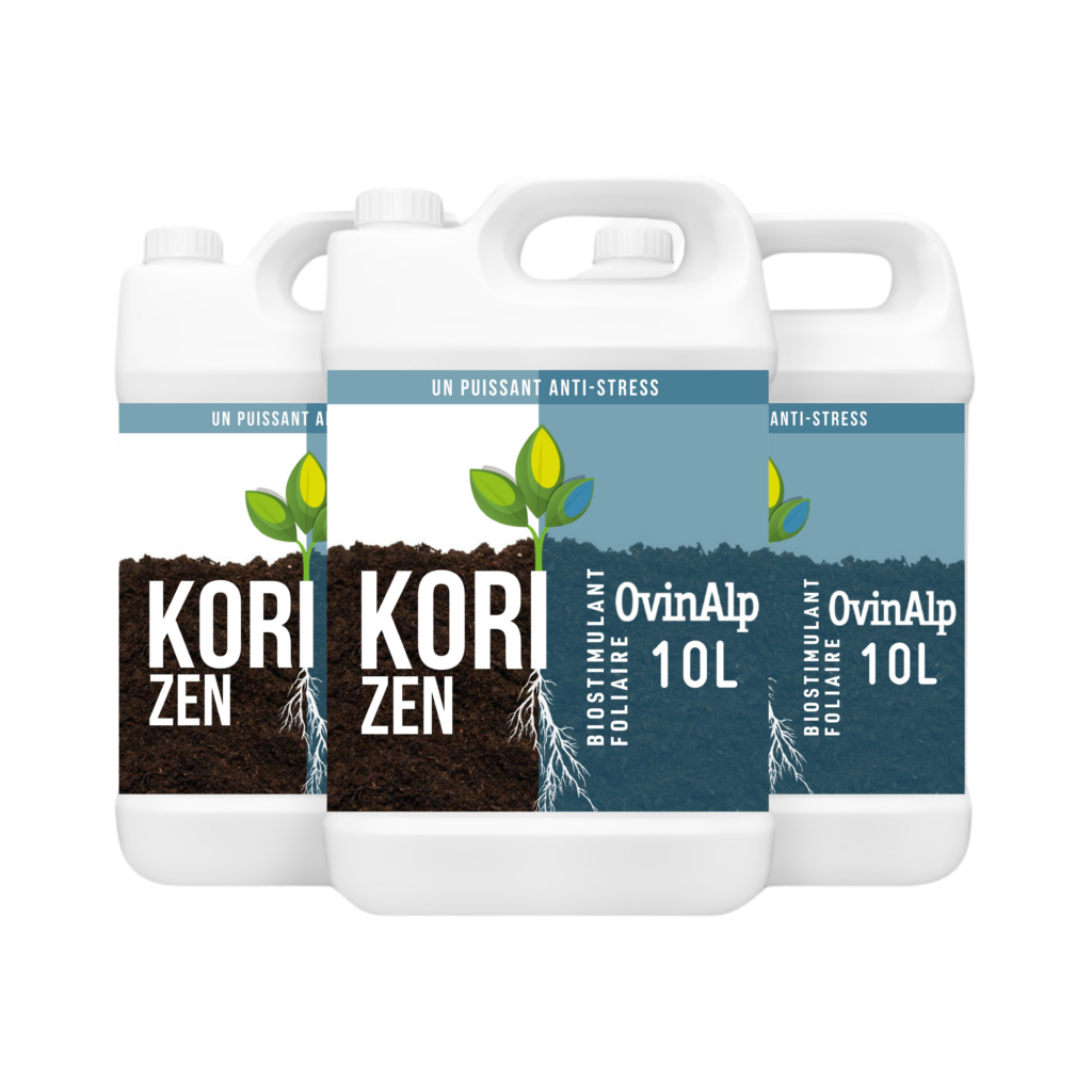 KORI ZEN