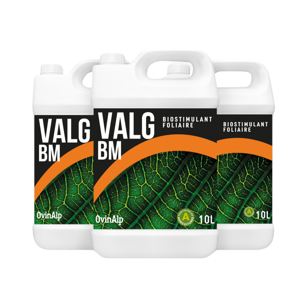VALG BM