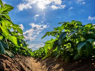 Mieux valoriser le phosphore des sols grâce aux solutions microbiologiques 